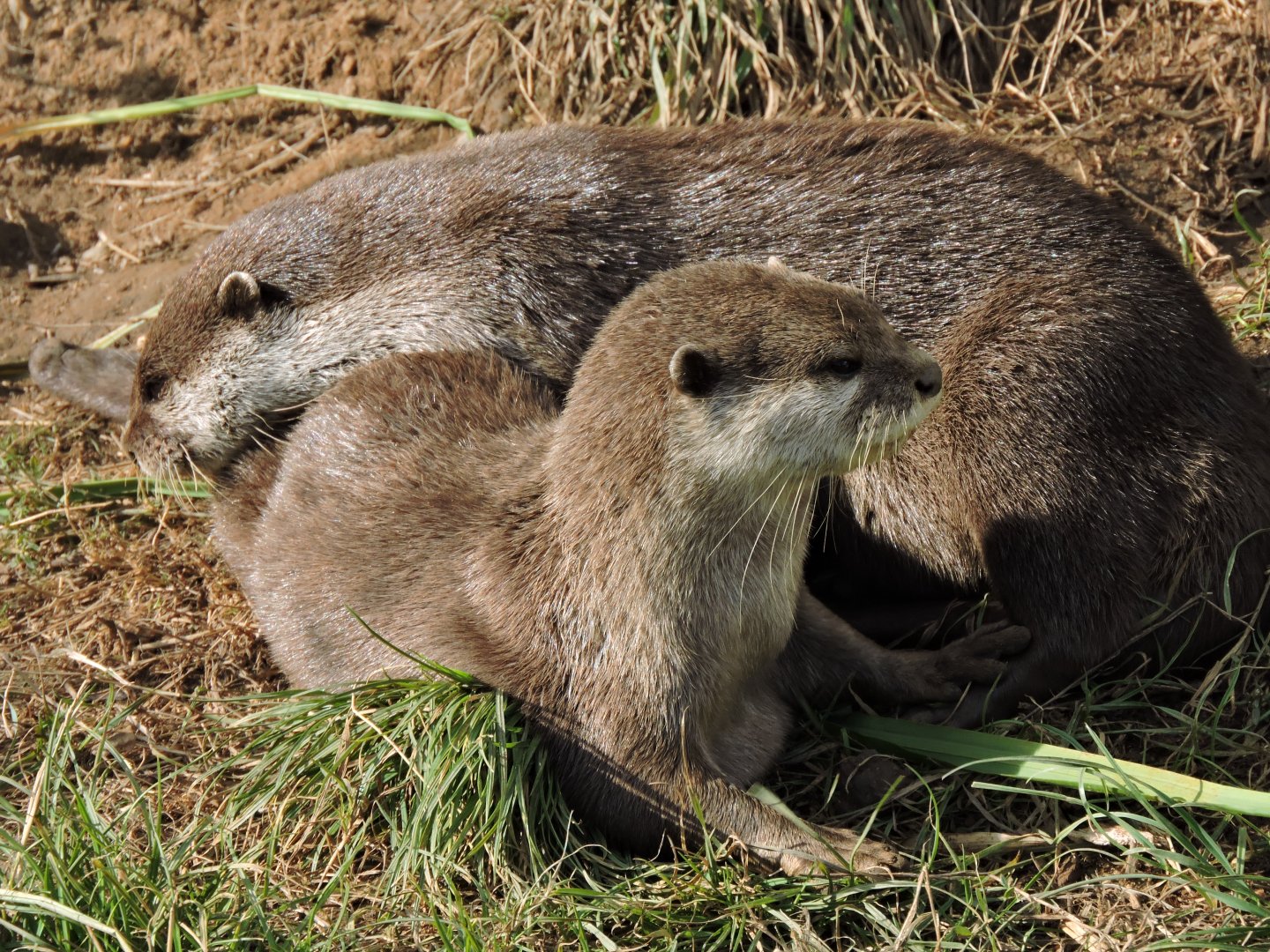 Asian Short Clawed Otters