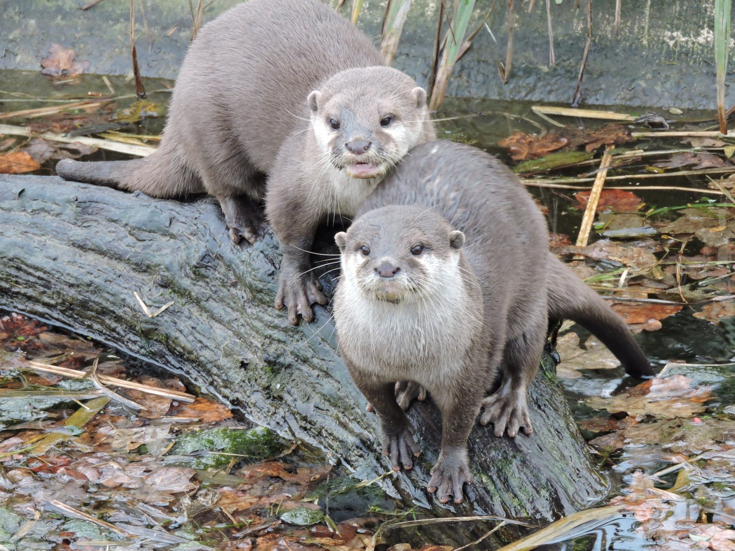 Asian Short Clawed Otters