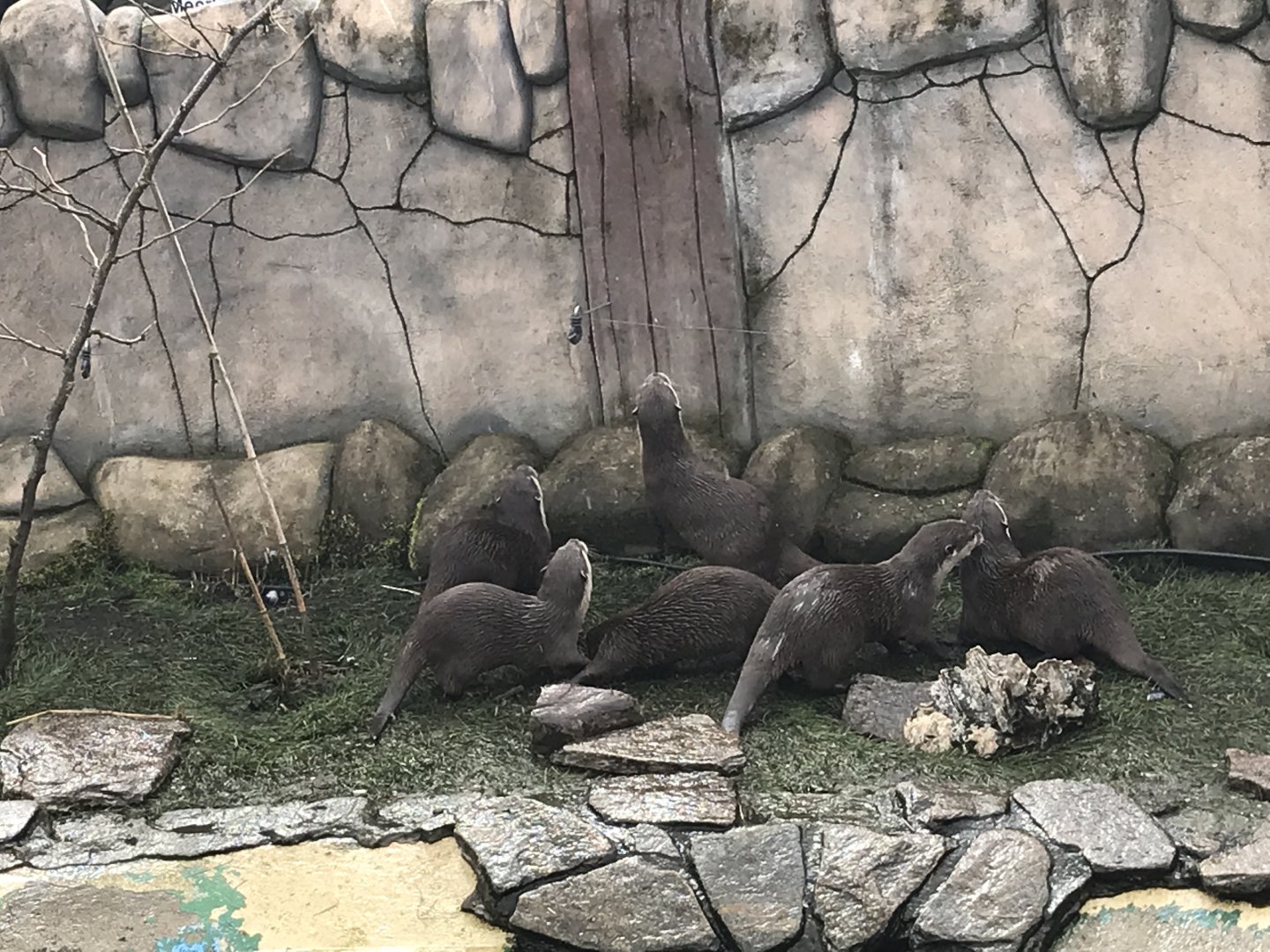 Asian short clawed otters