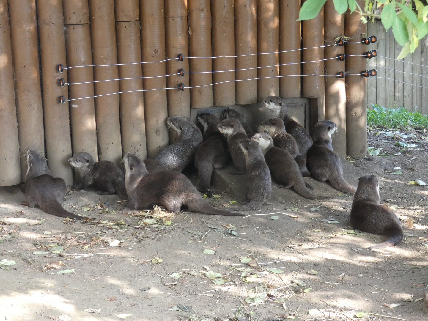 Asian short-clawed otters