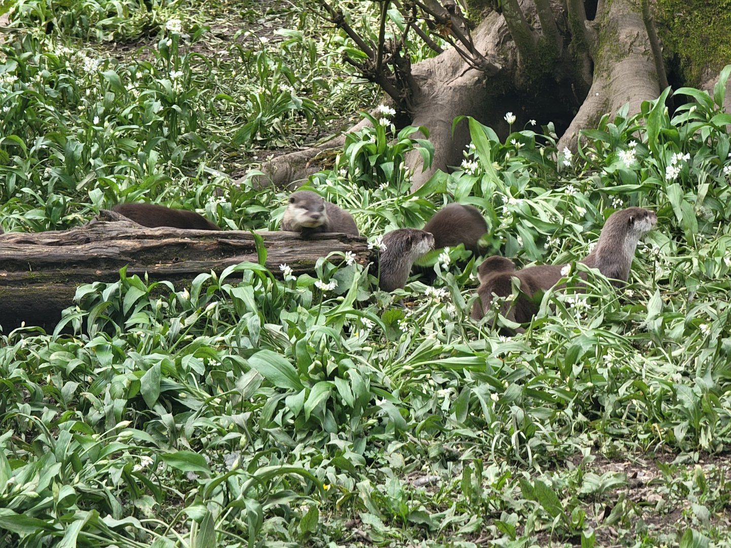Asian Short-Clawed Otters