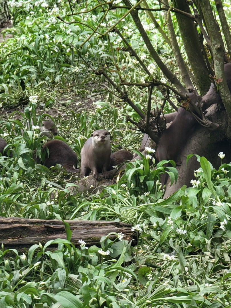 Asian Short-Clawed Otters