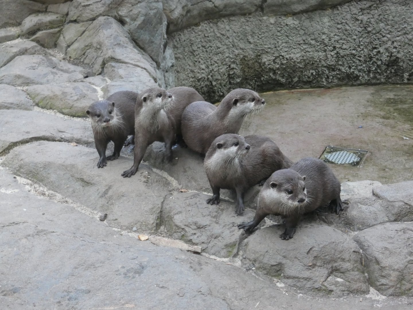 Asian short-clawed otters