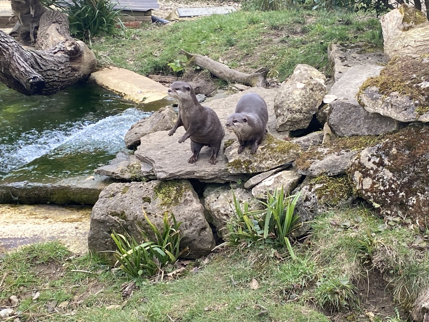 Asian short clawed otters