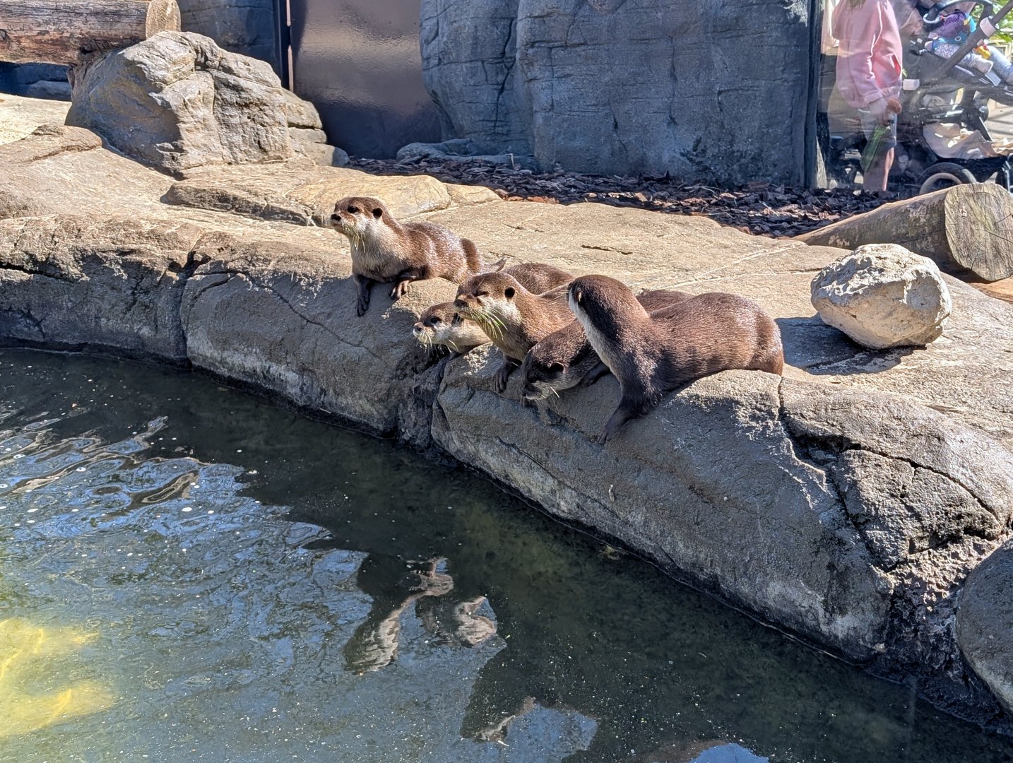 Asian Short-clawed Otters