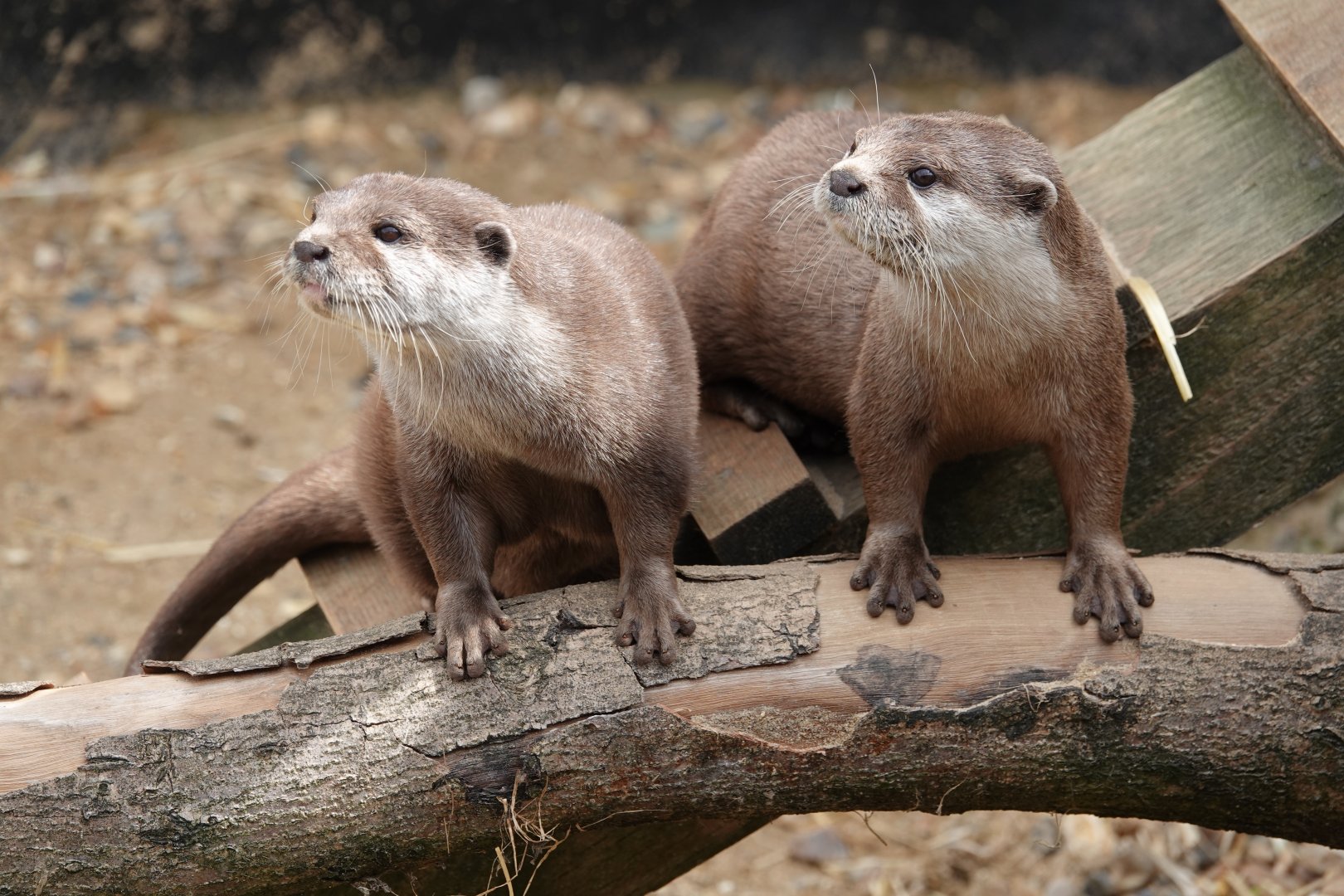 Asian short-clawed otters