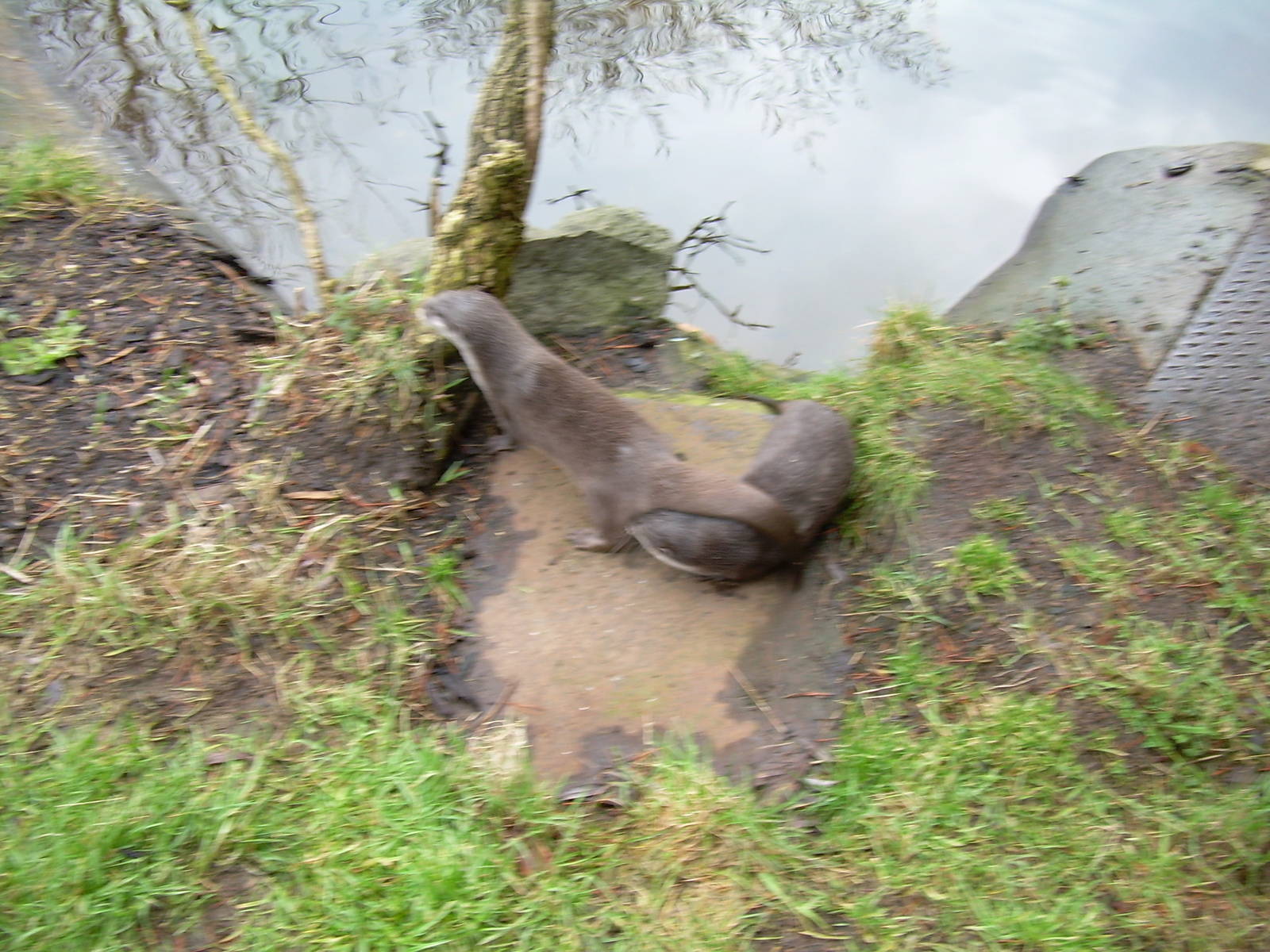 Asian short clawed otters