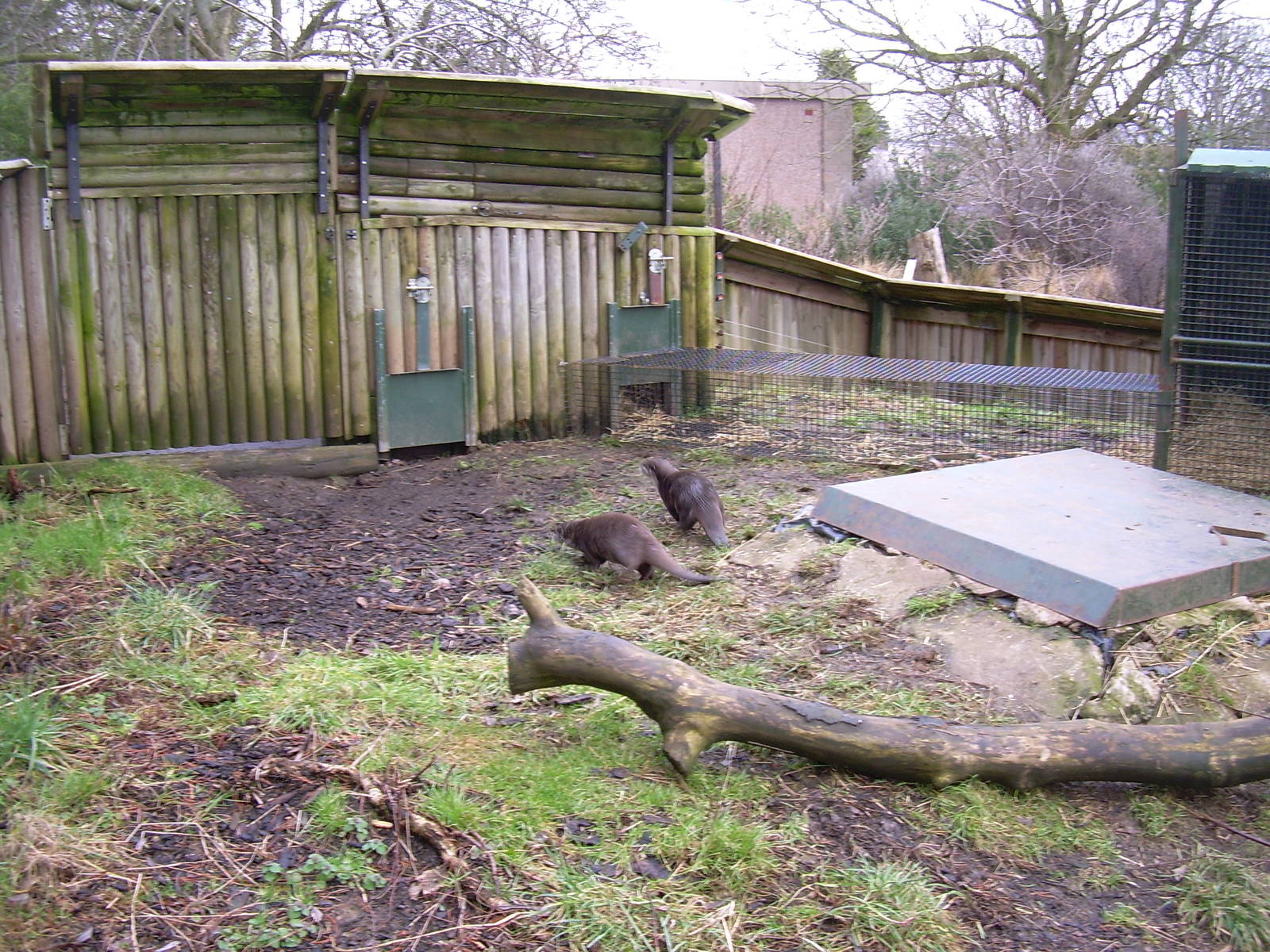 Asian short clawed otters