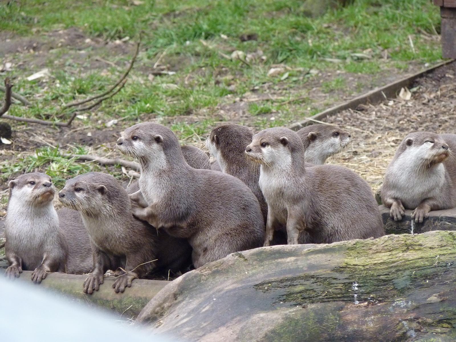 Asian Short-Clawed Otters