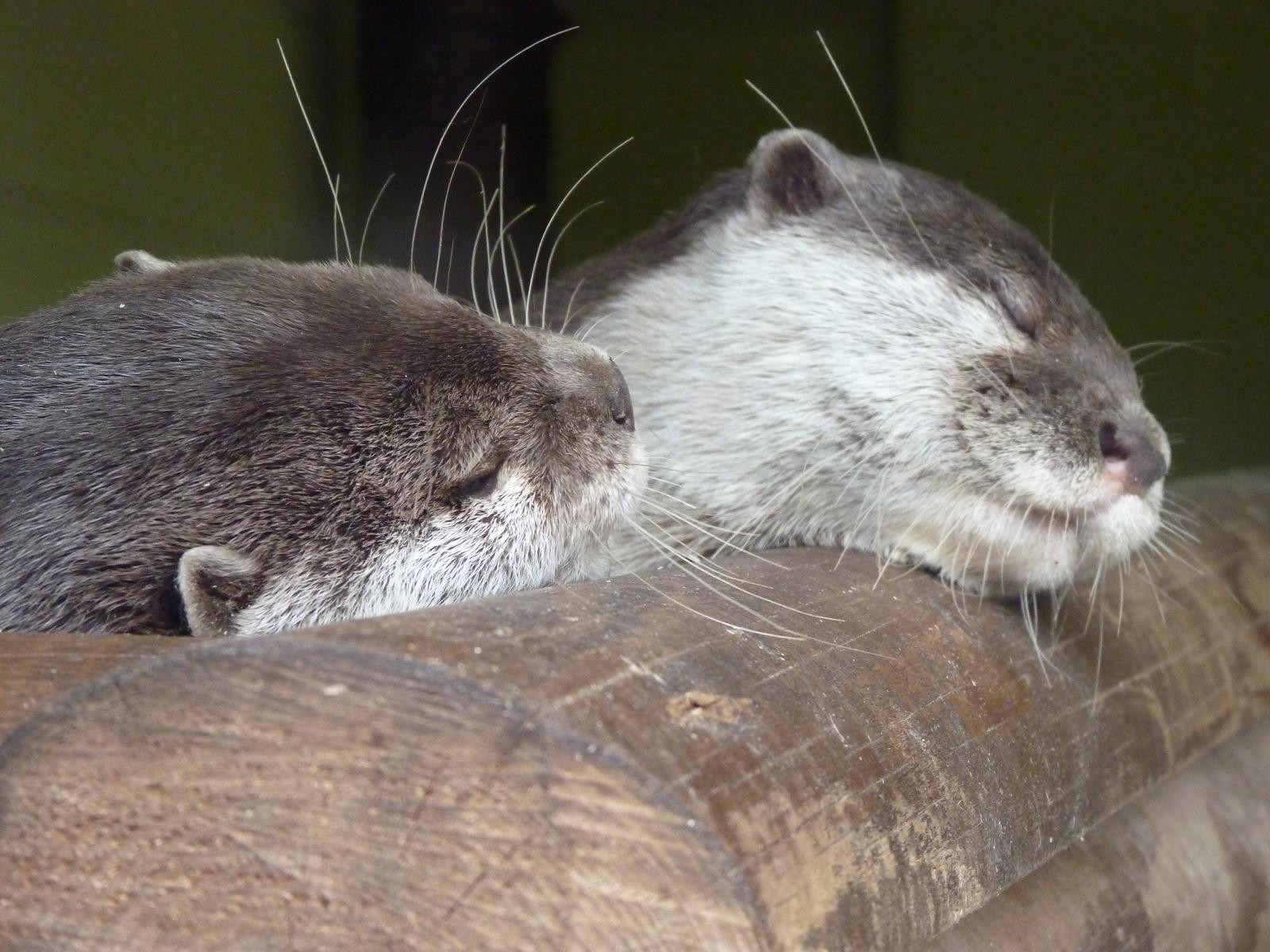 Asian Short-Clawed Otters