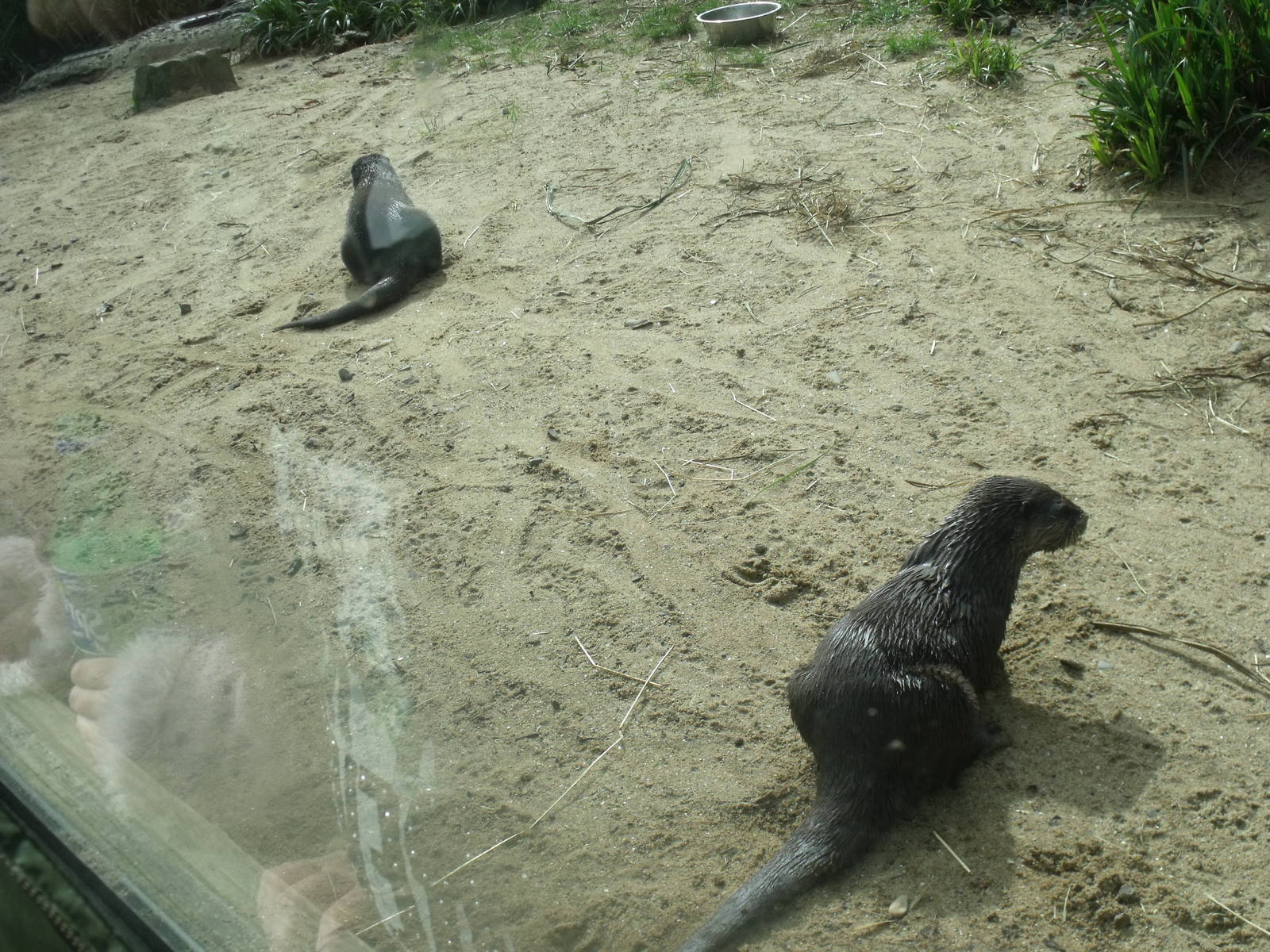 Asian short-clawed otters