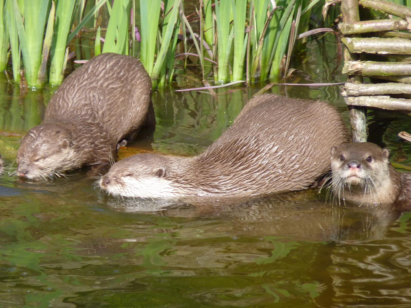 Asian Short-Clawed Otters