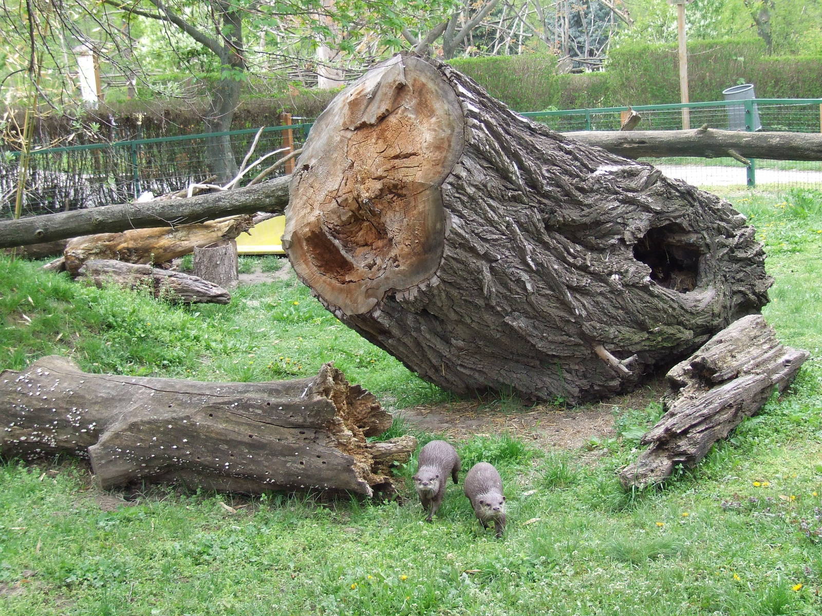 Asian Short-clawed Otters