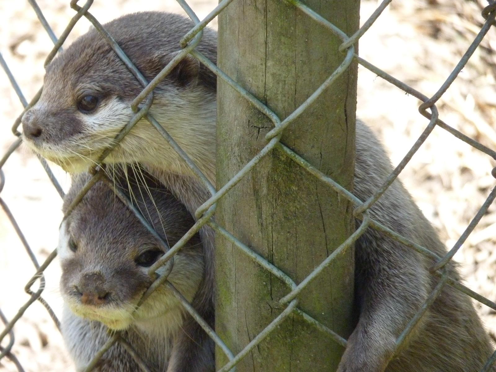 Asian Short-Clawed Otters