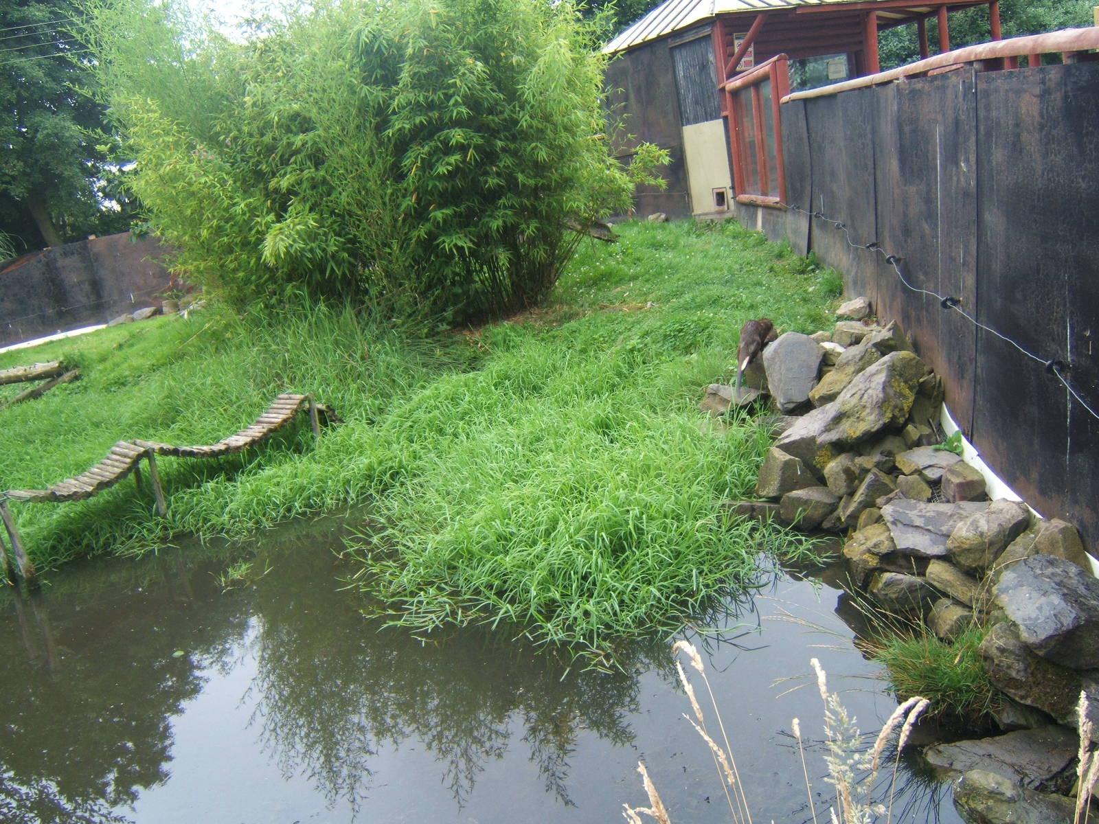 Asian Short-clawed Ottter enclosure