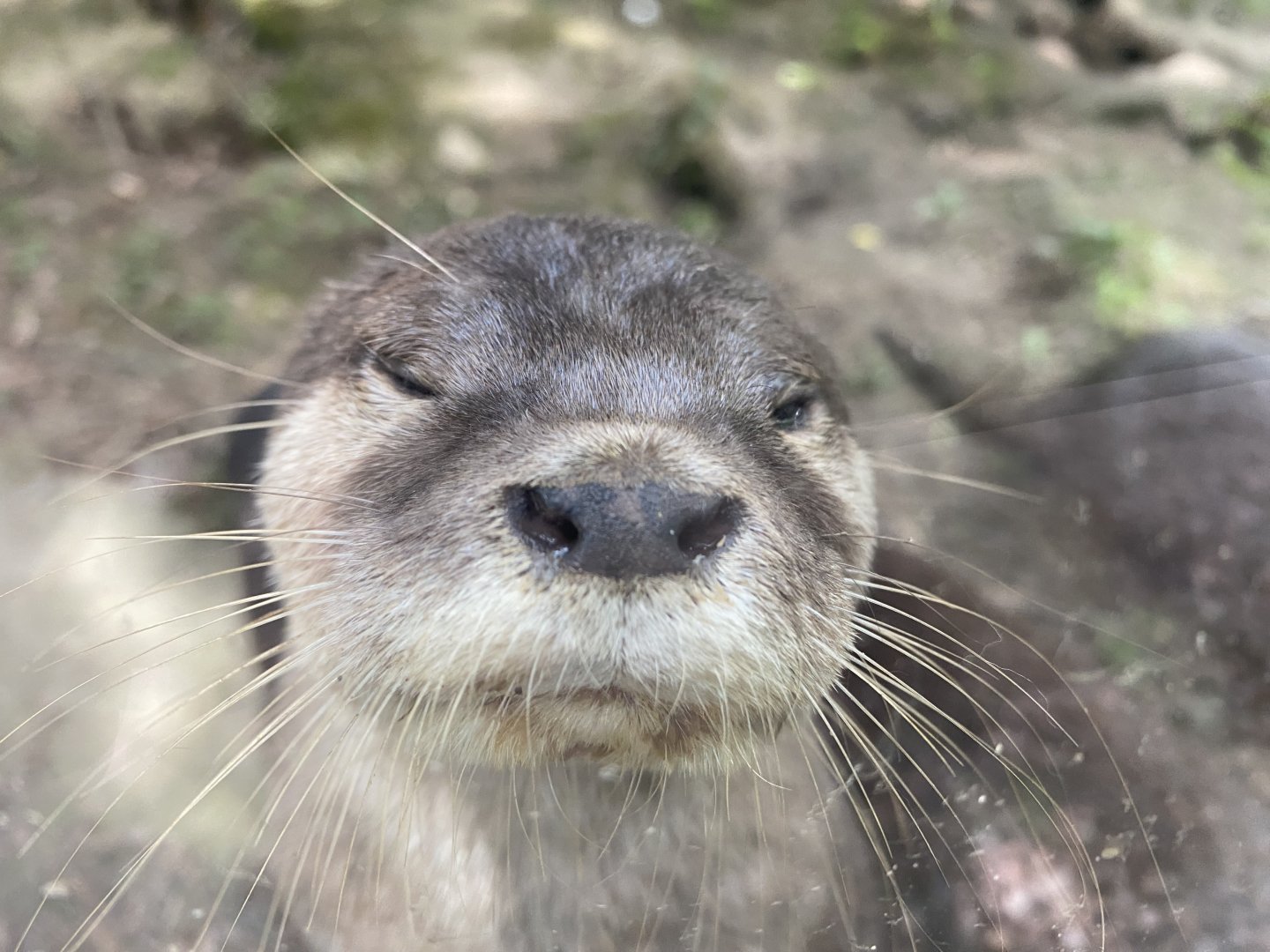 Asian small-clawed otter 060625
