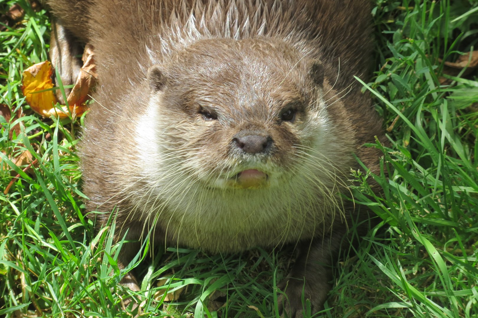 Asian small-clawed otter 070819