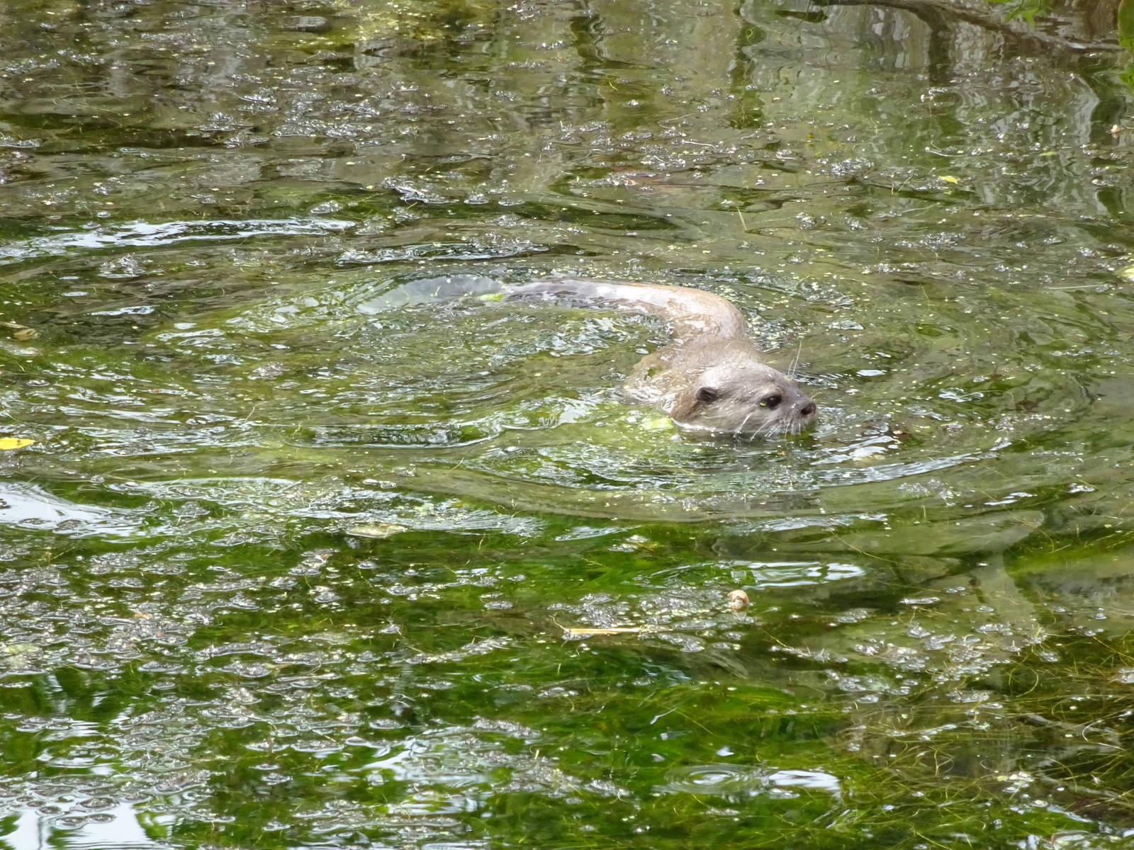 Asian Small-clawed Otter 090716