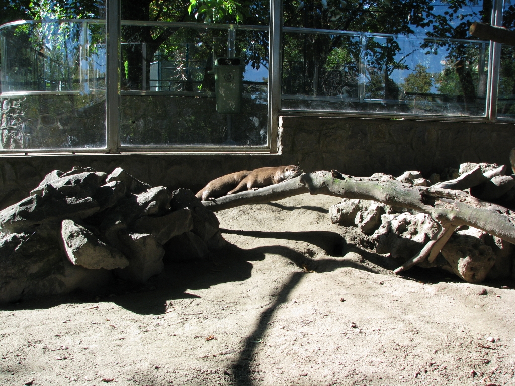 Asian small-clawed otter 1