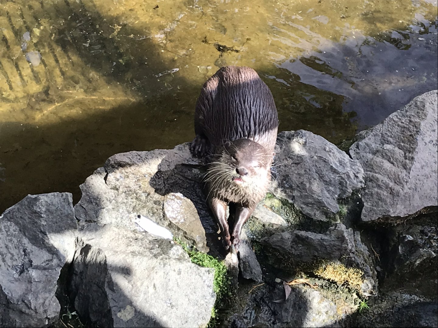Asian small-clawed otter 100818