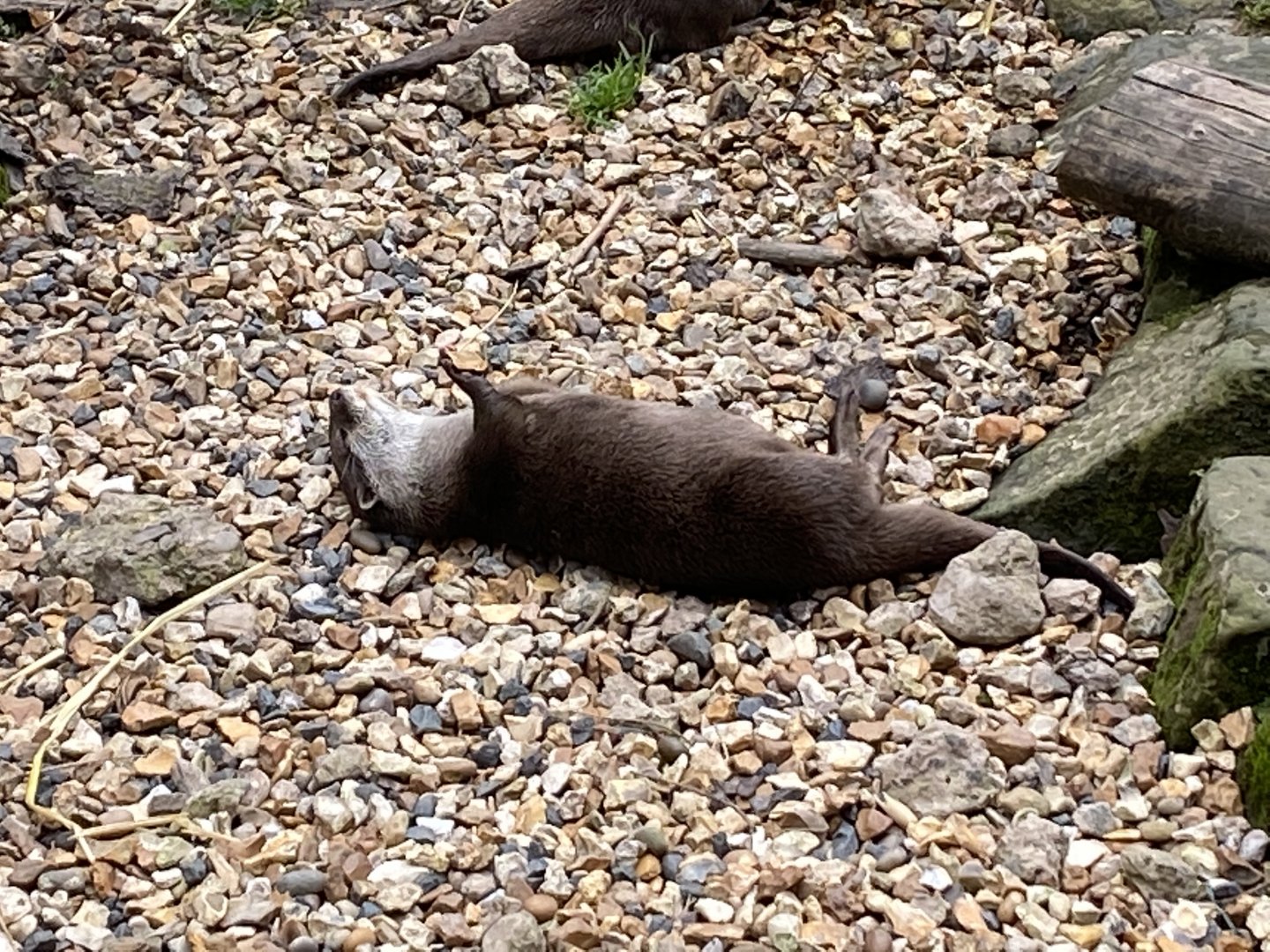 Asian small-clawed otter 100920