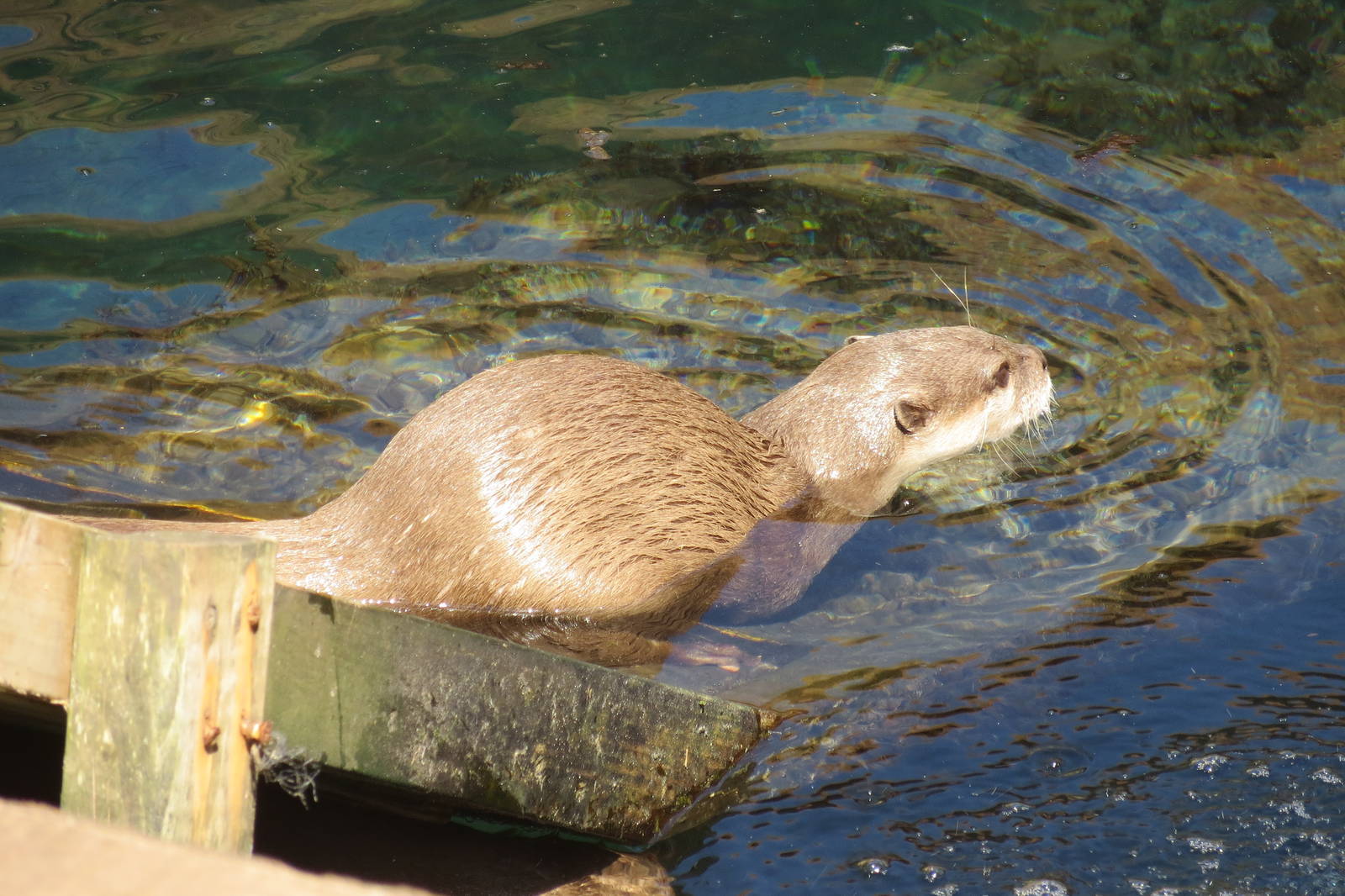 Asian Small-clawed Otter 160515