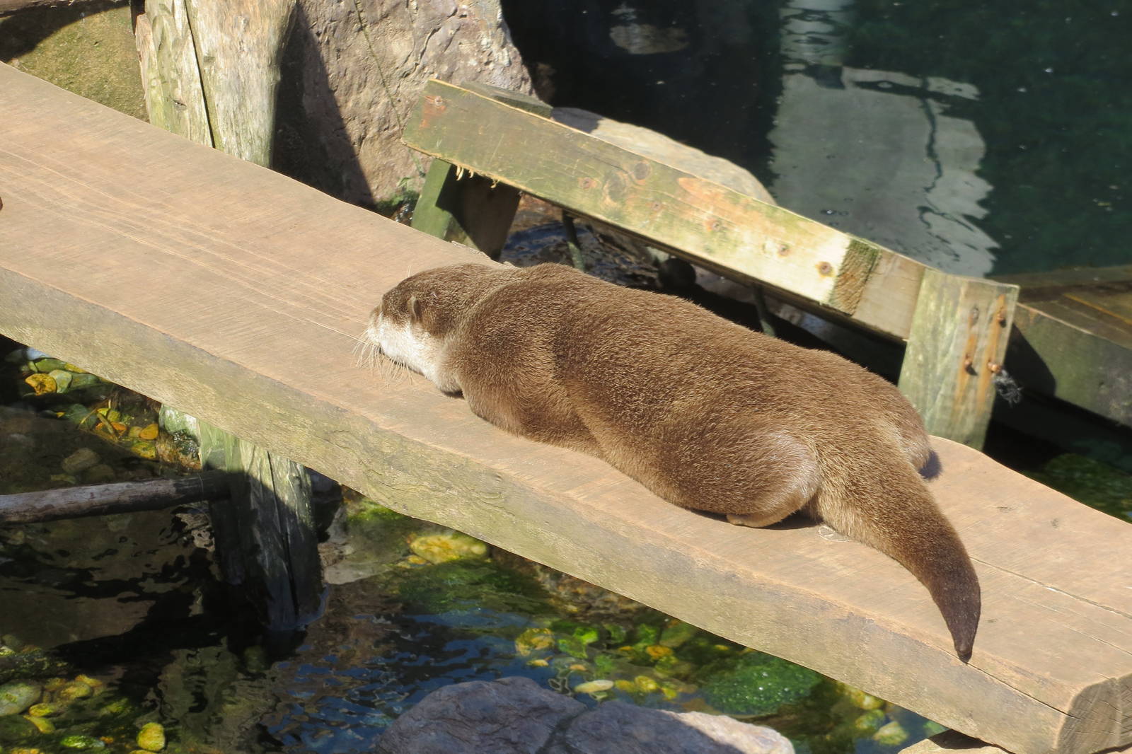 Asian Small-clawed Otter 160515