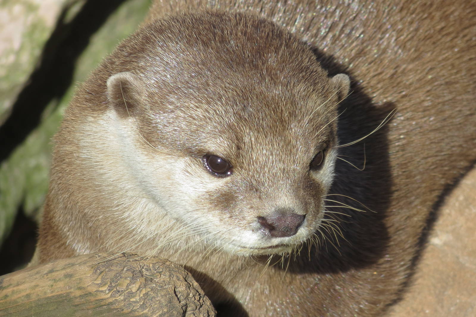 Asian Small-clawed Otter 160515