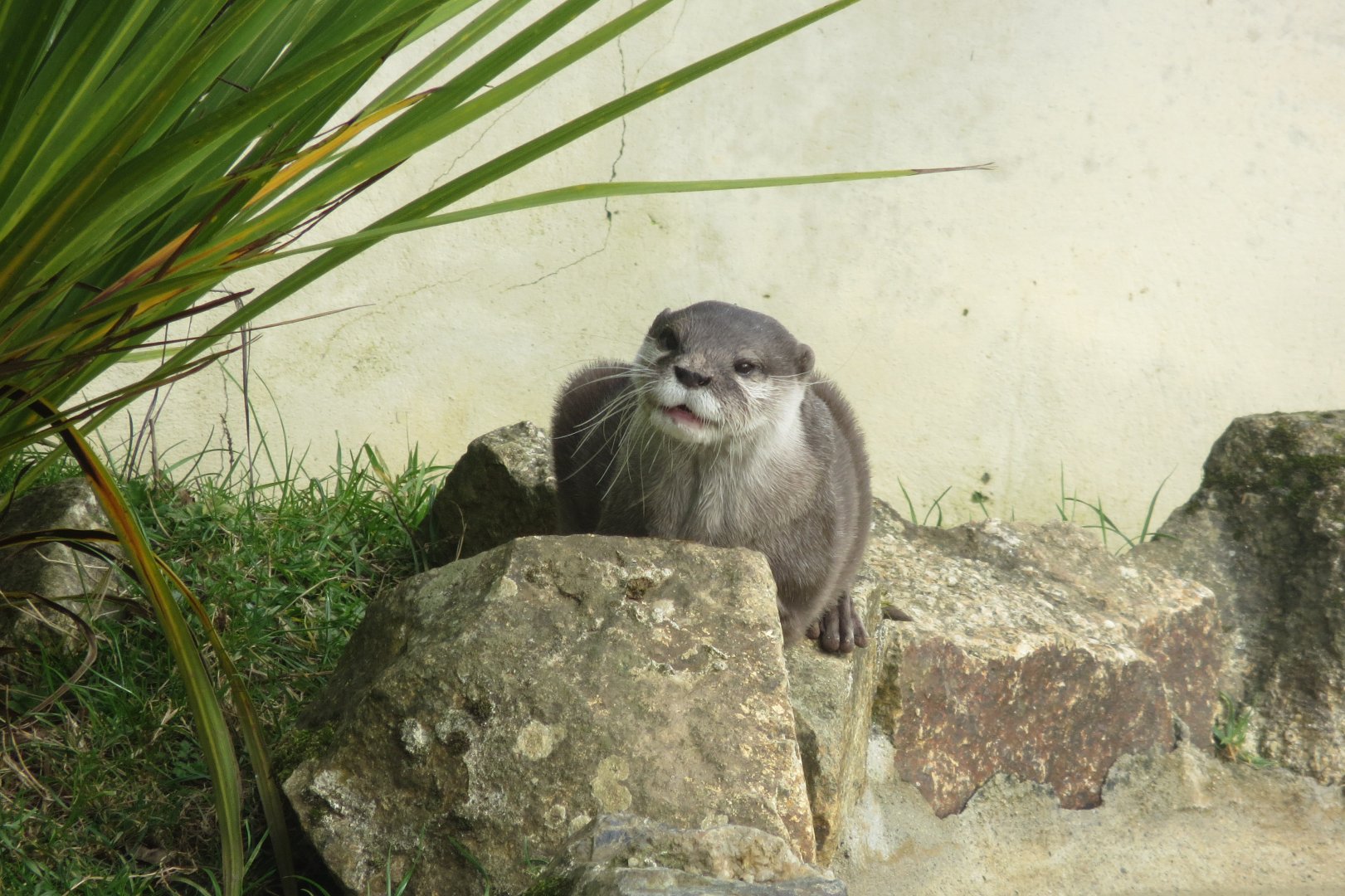 Asian small-clawed otter 190219