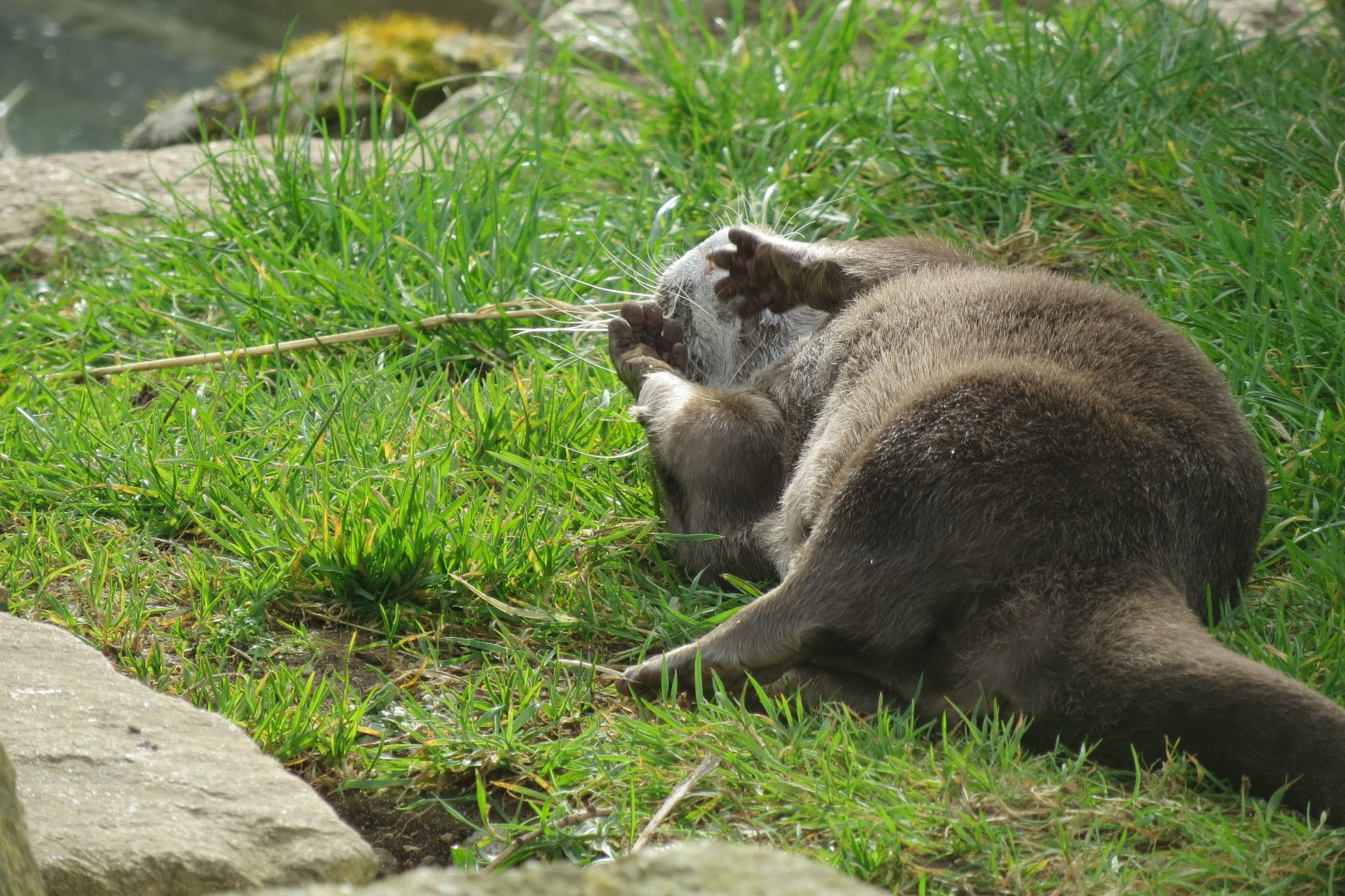 Asian small-clawed otter 190219