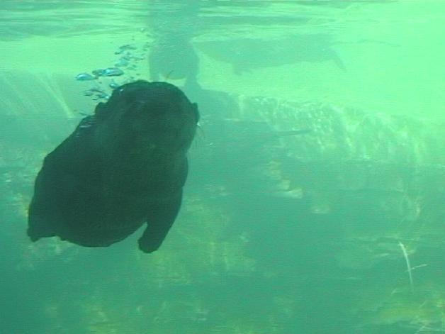 Asian Small-clawed Otter (2004)