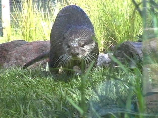 Asian Small-clawed Otter (2004)