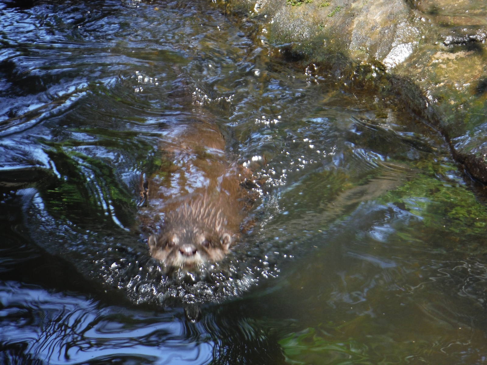 Asian Small Clawed Otter - 2015