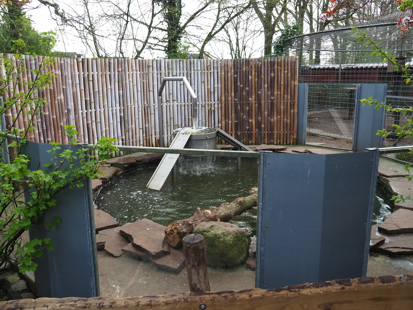 Asian small-clawed otter, 2019-04-06