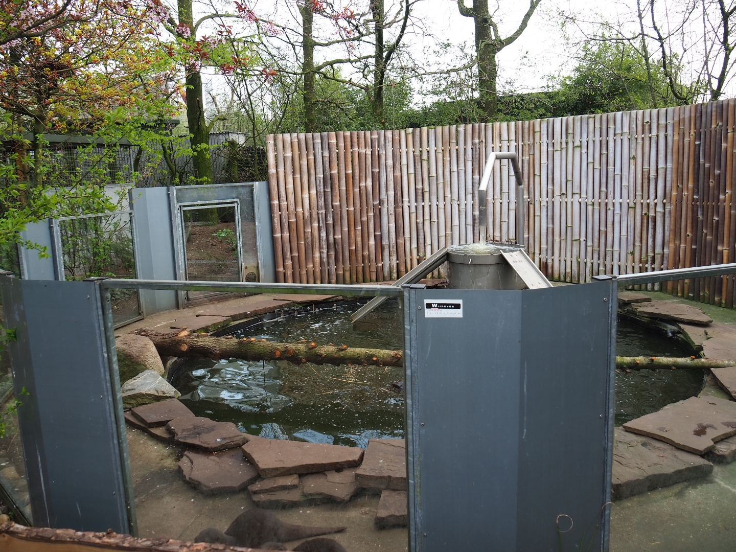 Asian small-clawed otter, 2019-04-06