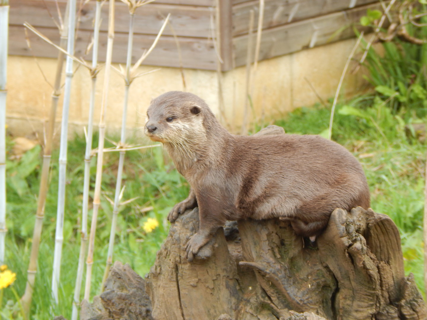 Asian small-clawed otter 280423