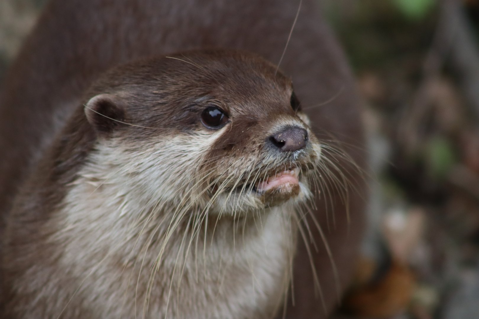Asian Small-clawed Otter - 7 September 2020