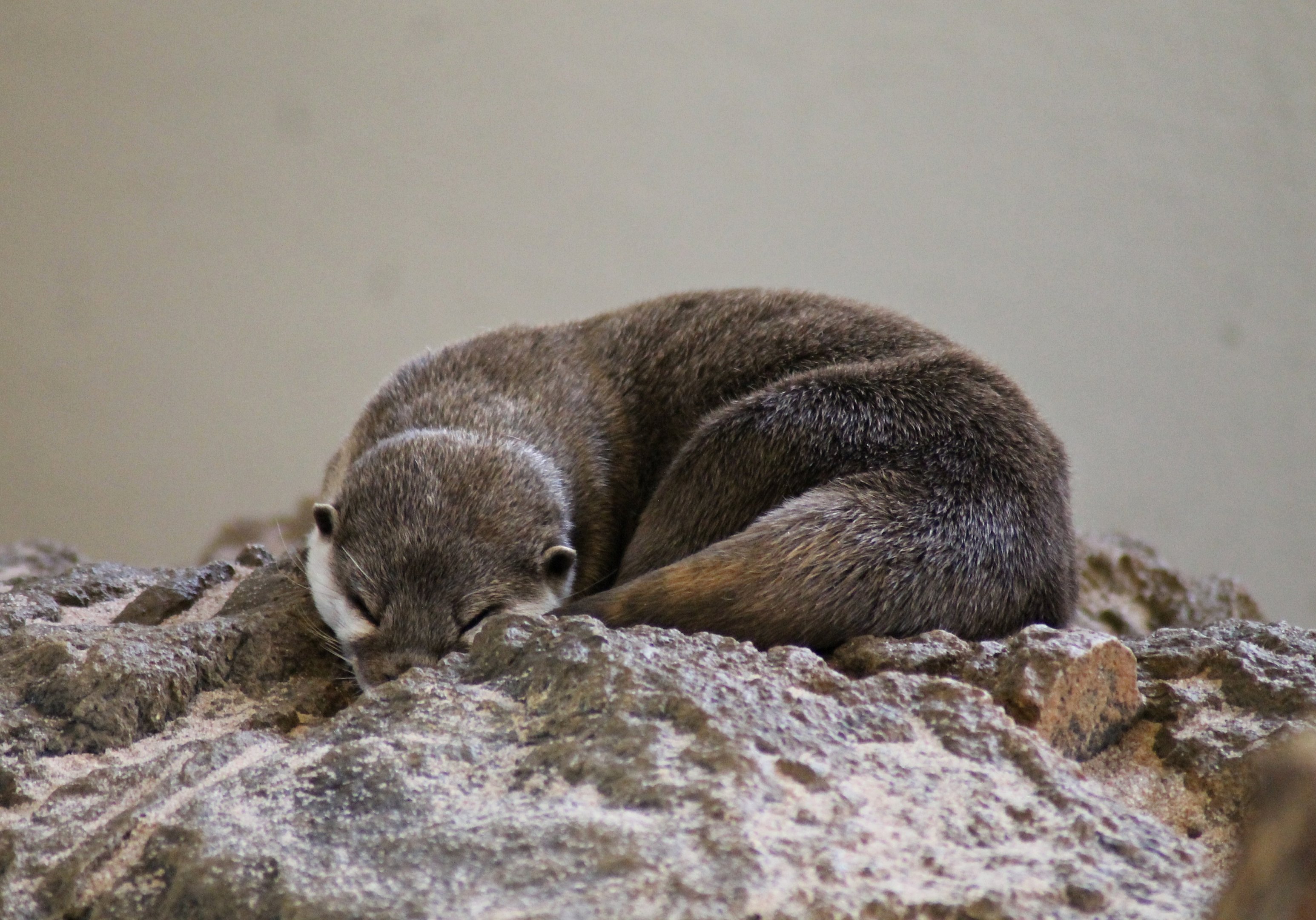 Asian small-clawed otter (Amblonyx cinerea) sleeping.