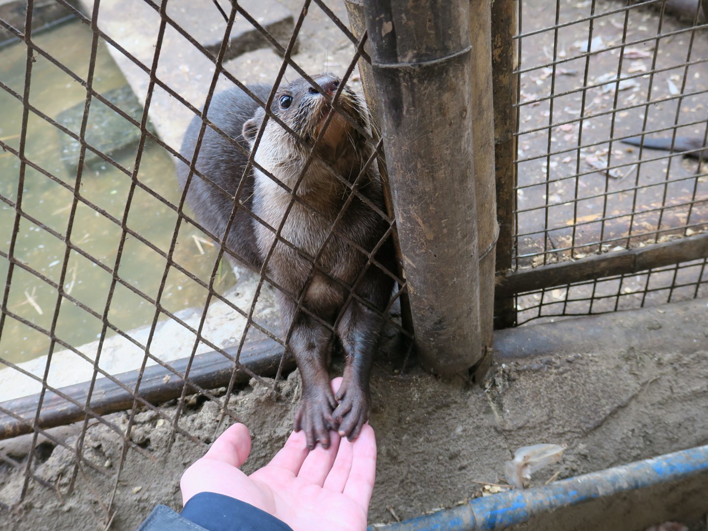 Asian small-clawed otter (Amblonyx cinereus)