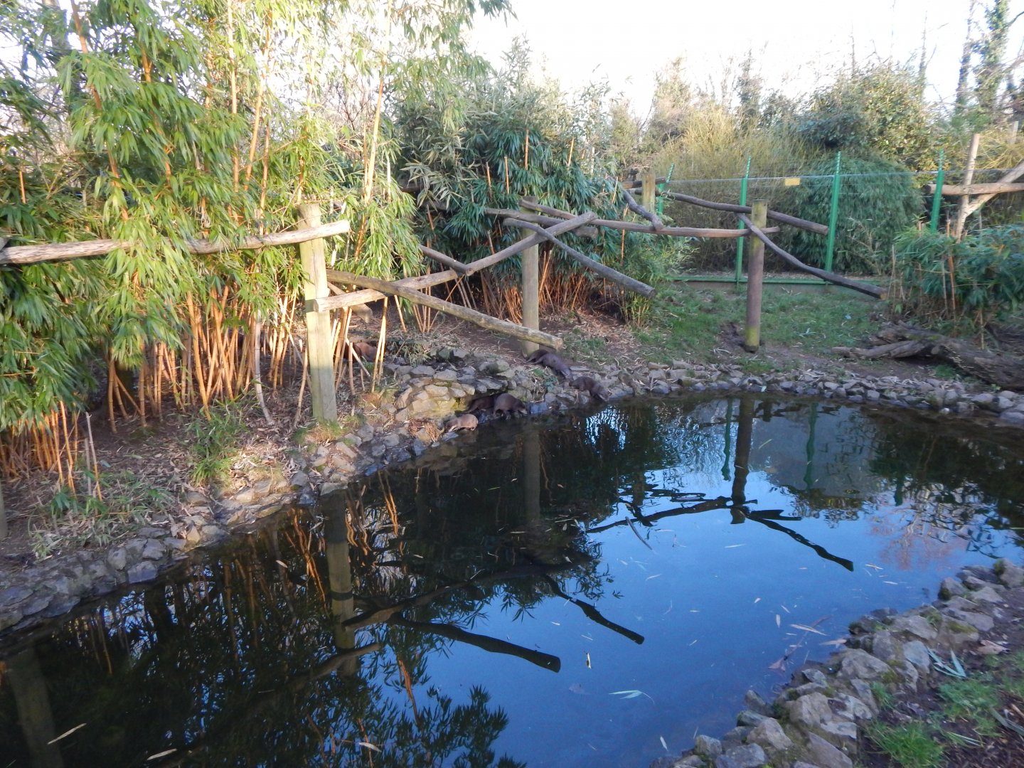 Asian small-clawed otter and Binturong enclosure 260124