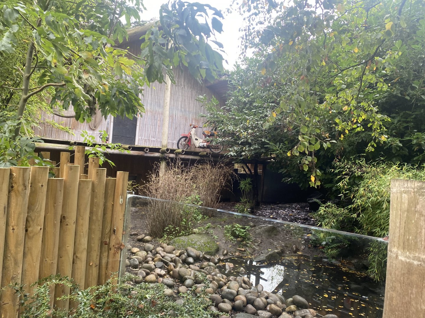 Asian small-clawed otter and Sulawesi babirusa exhibit 191021