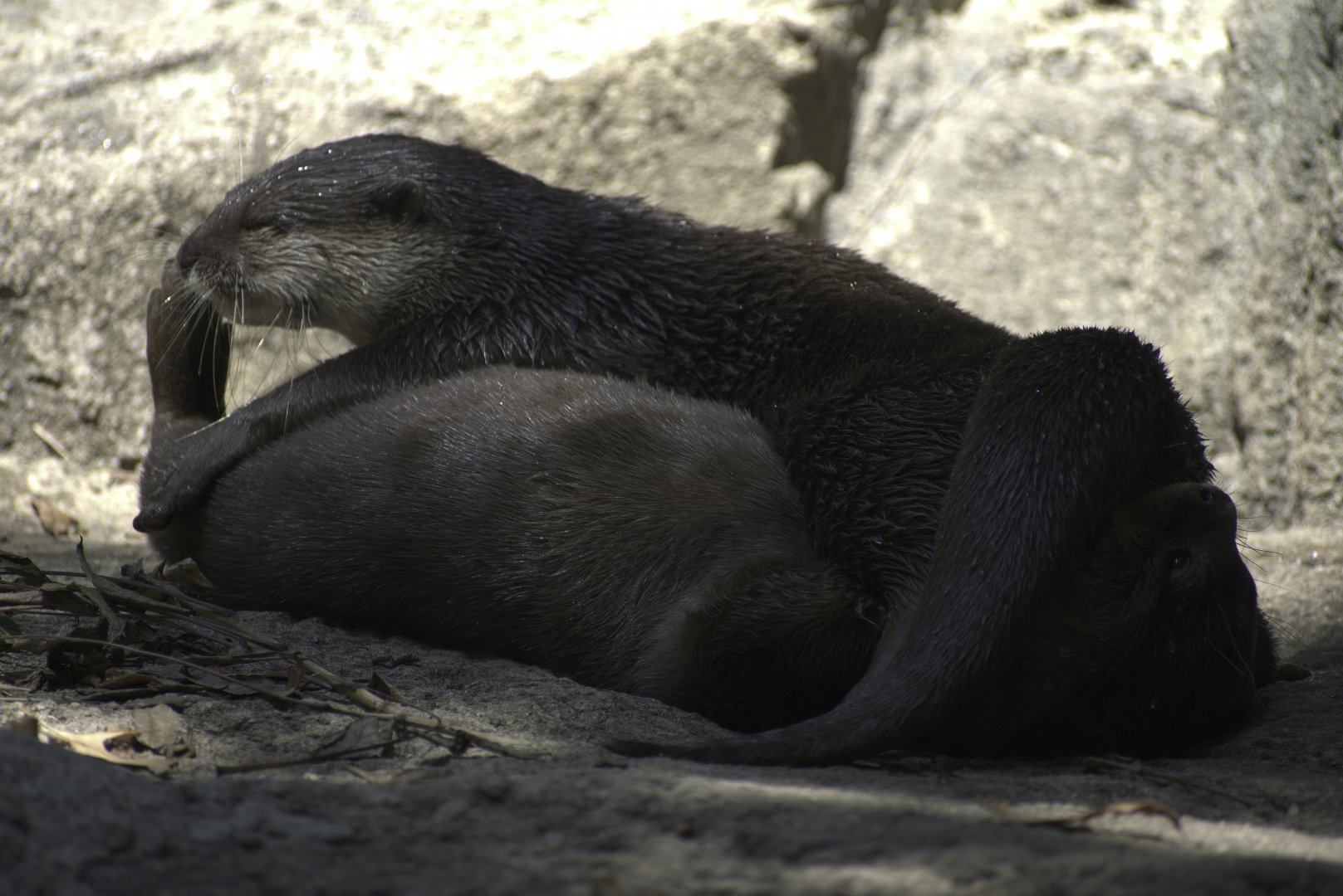 Asian Small Clawed Otter Annoyance