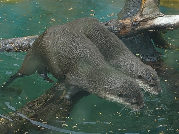 Asian small-clawed otter (Aonyx cinerea) (07/22)