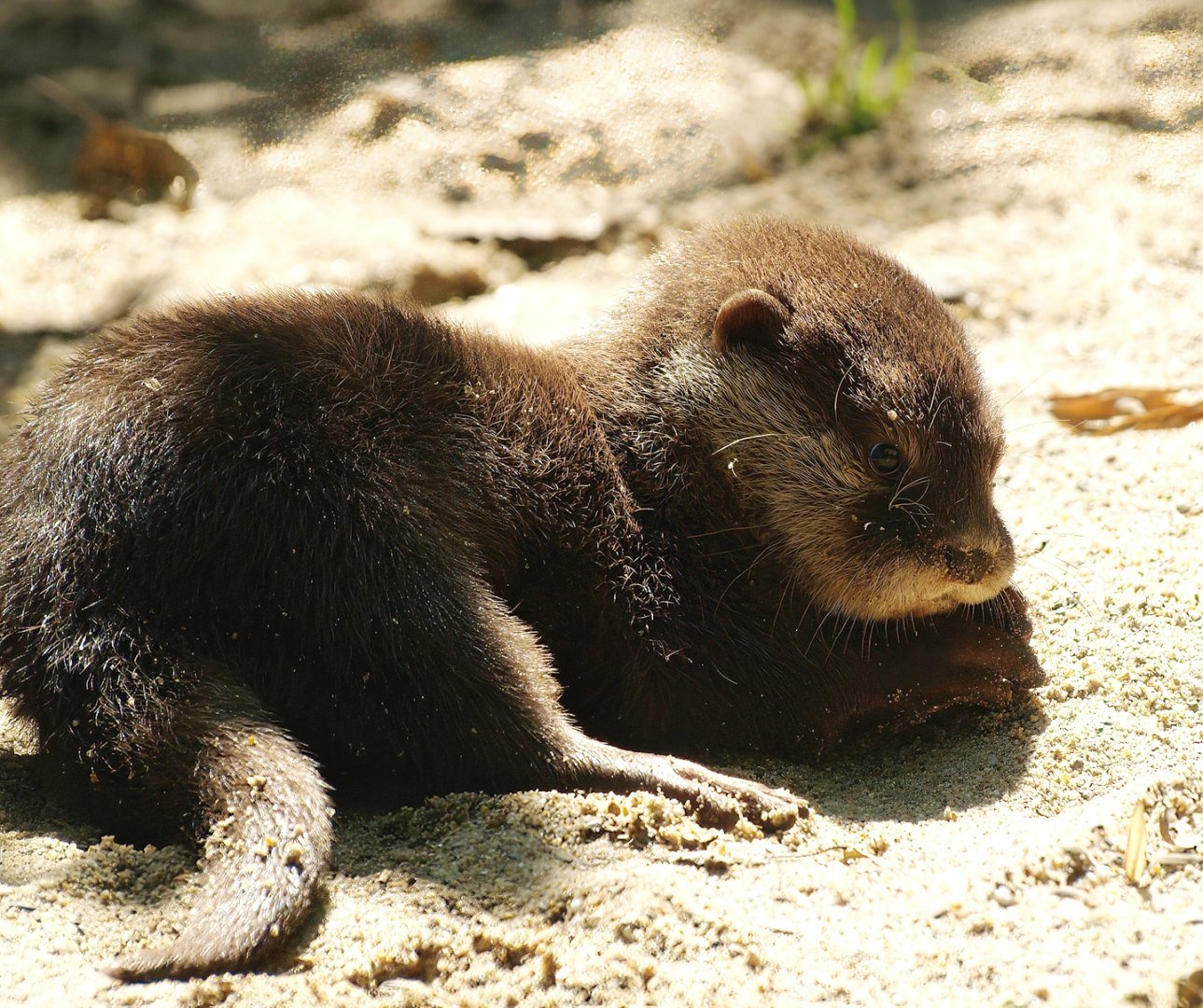 Asian small-clawed otter (Aonyx cinerea), 2008-08-06