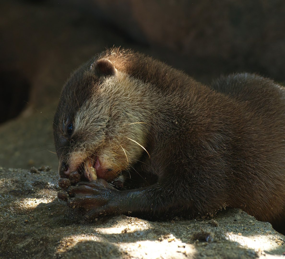 Asian small-clawed otter (Aonyx cinerea), 2008-08-06