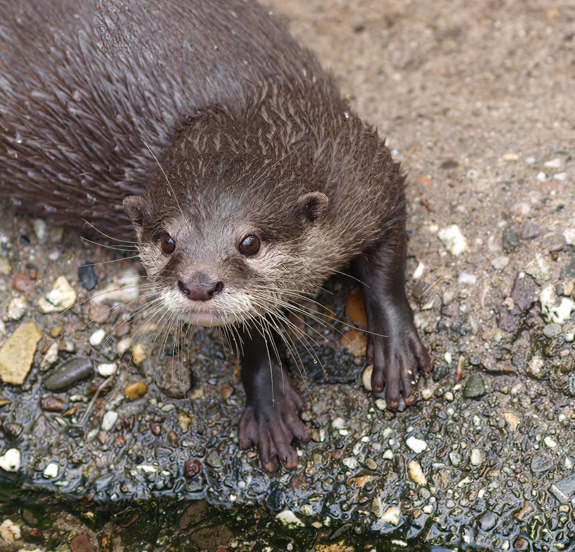 Asian small-clawed otter (Aonyx cinerea), 2014-10-19