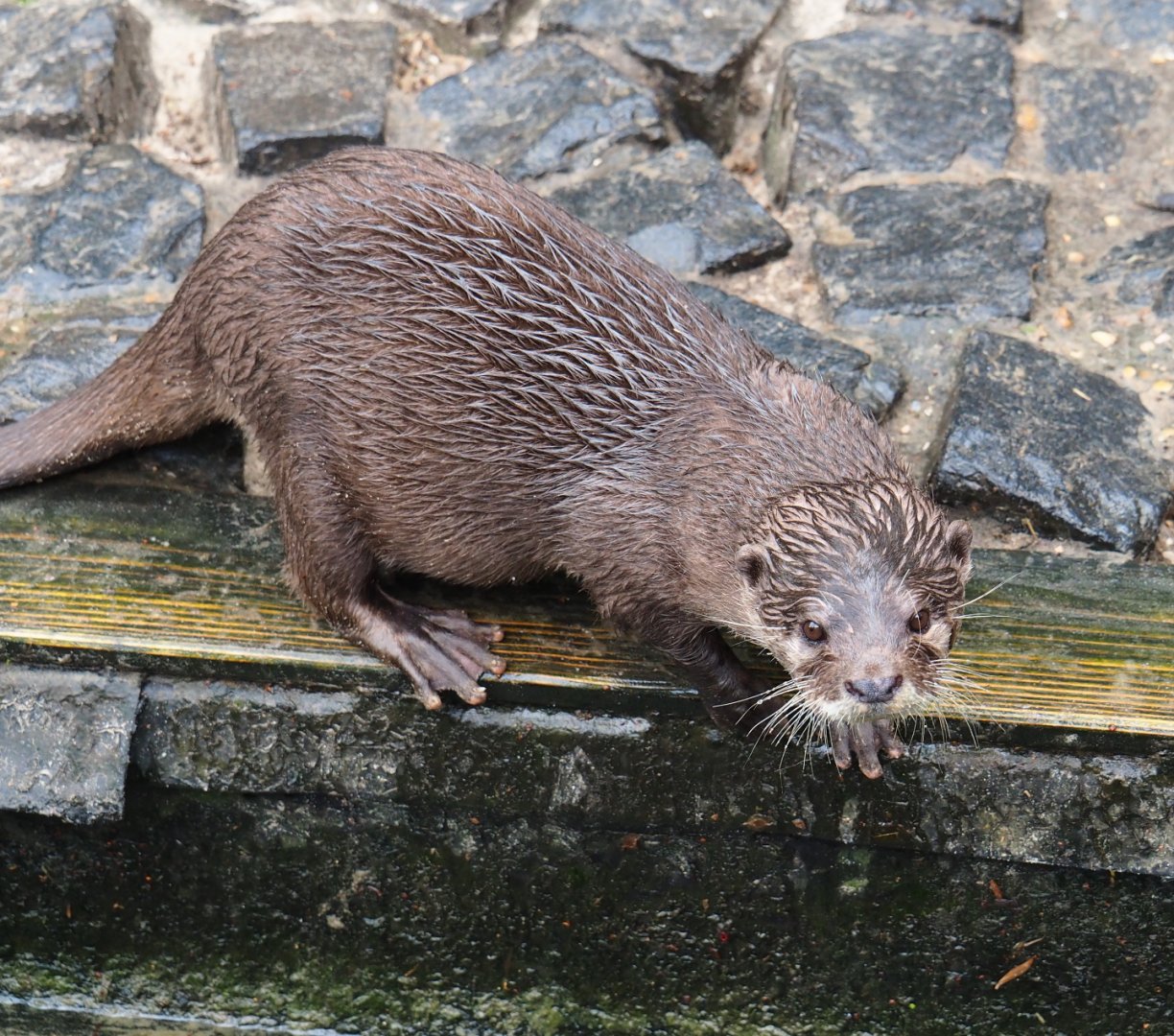 Asian small-clawed otter (Aonyx cinerea), 2019-05-25