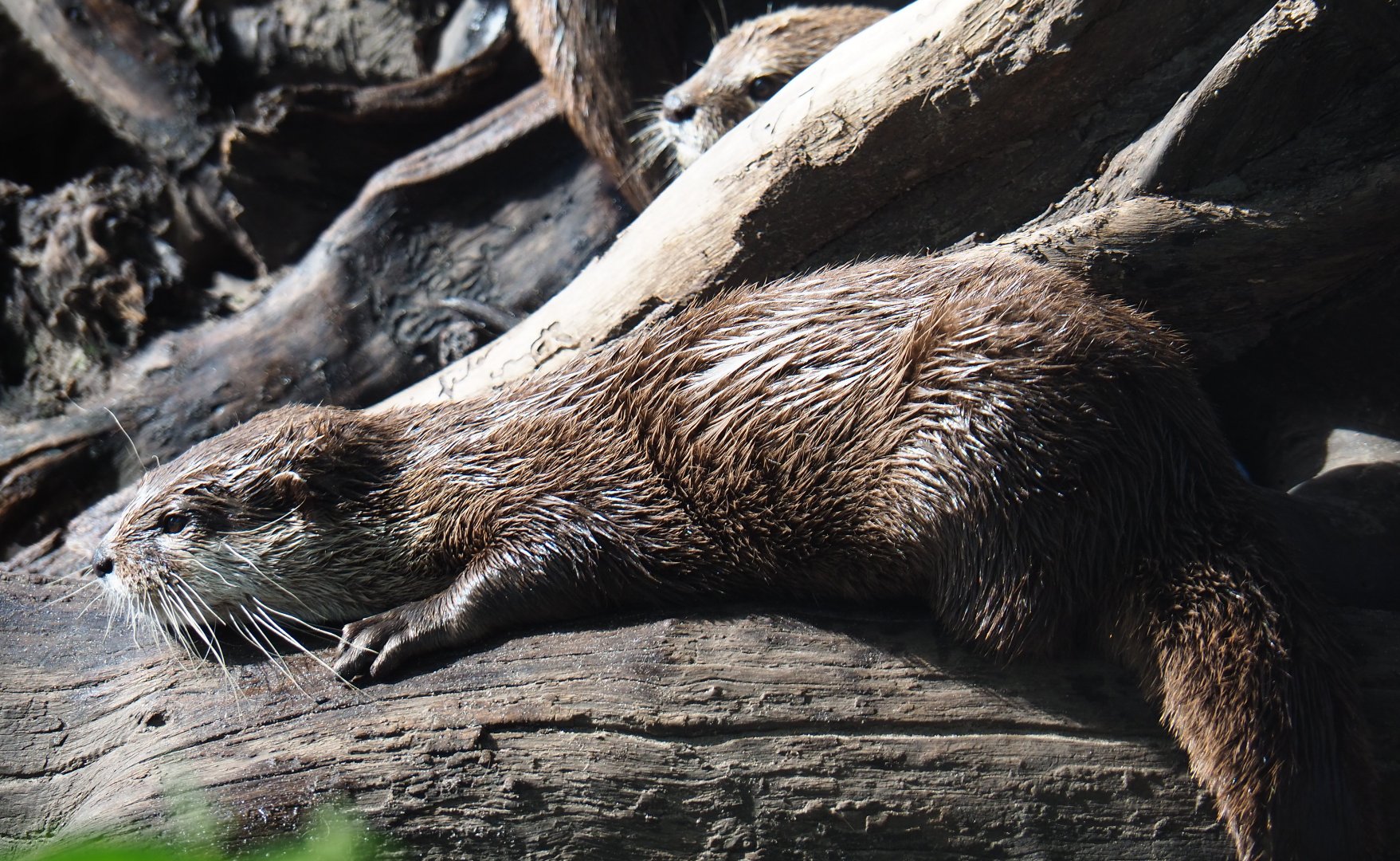 Asian small-clawed otter (Aonyx cinerea), 2019-06-01