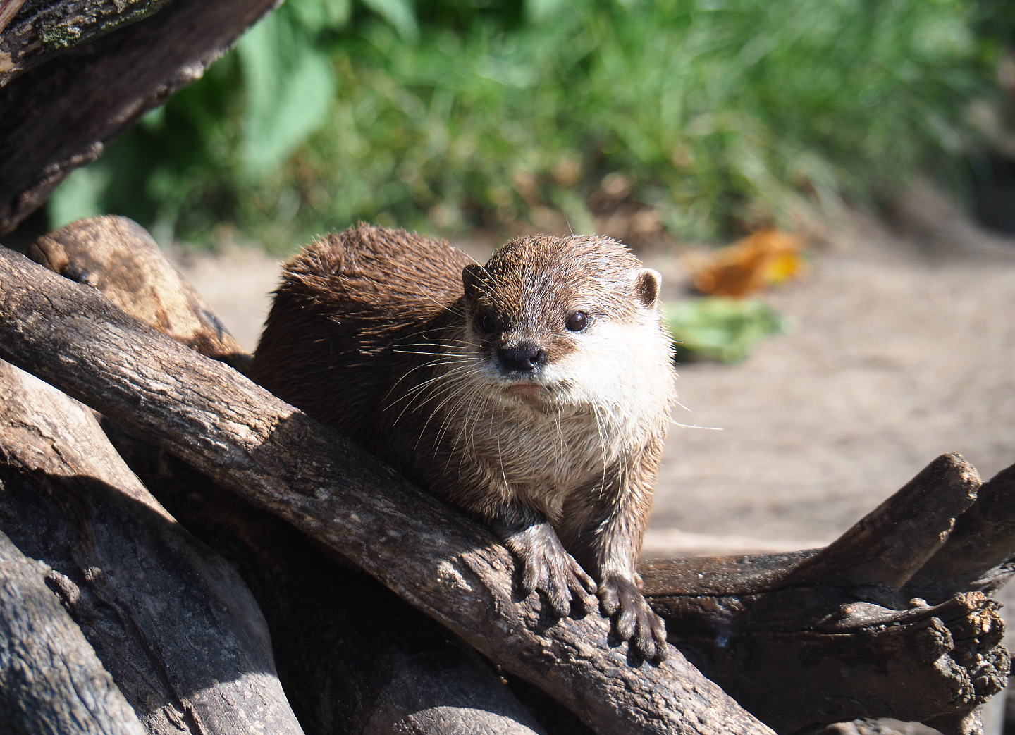 Asian small-clawed otter (Aonyx cinerea), 2019-06-01