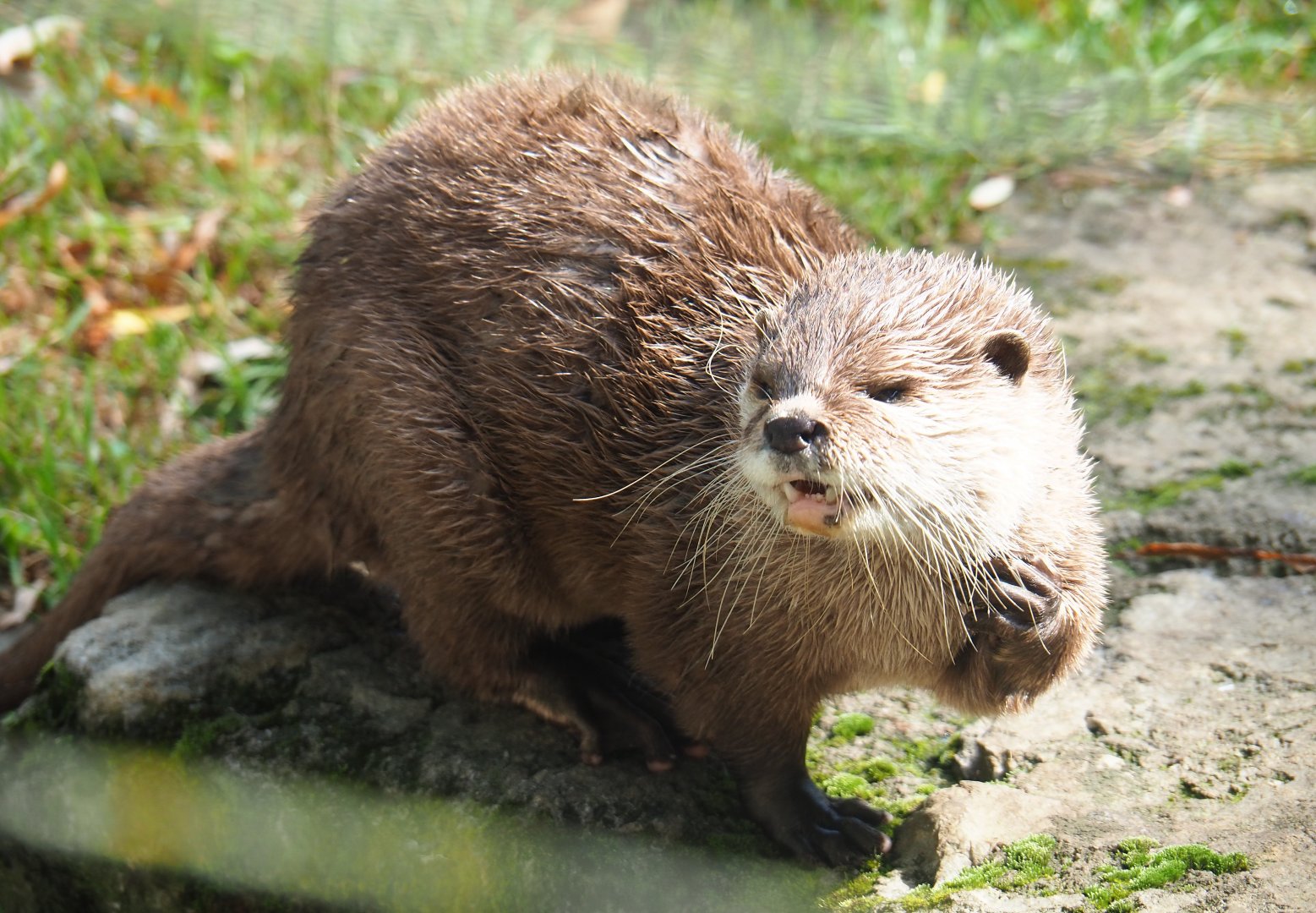 Asian small-clawed otter (Aonyx cinerea), 2019-08-11